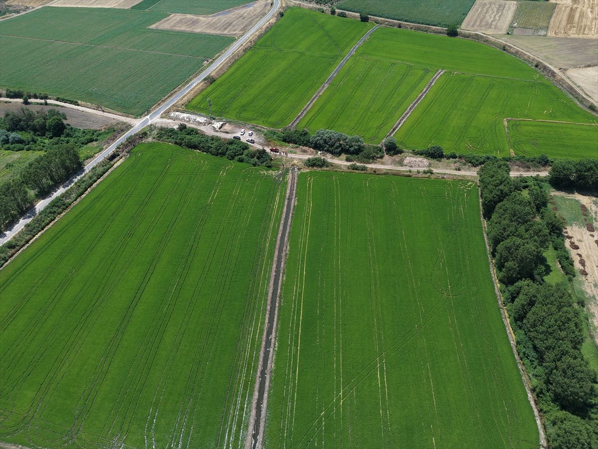 Paddy production area in Edirne reached 500 thousand decares - Last Minute