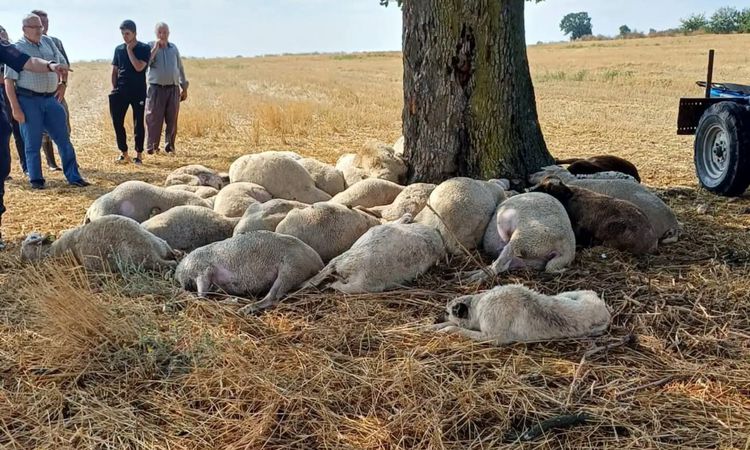 Edirne'de yıldırım düşen ağacın altındaki 30 koyun öldü - Son Dakika | İşte Tüm Ayrıntılar