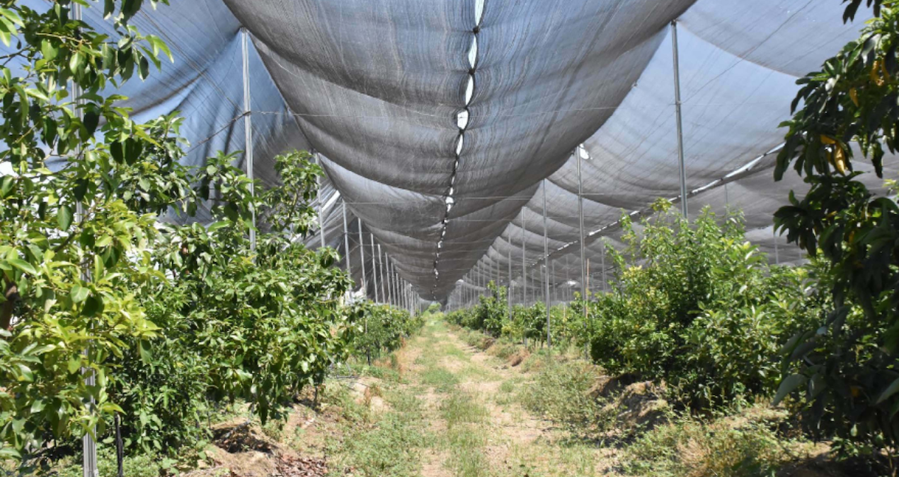 Made for the first time in the Aegean: Only 4 hours are enough, it is exported to Europe - News