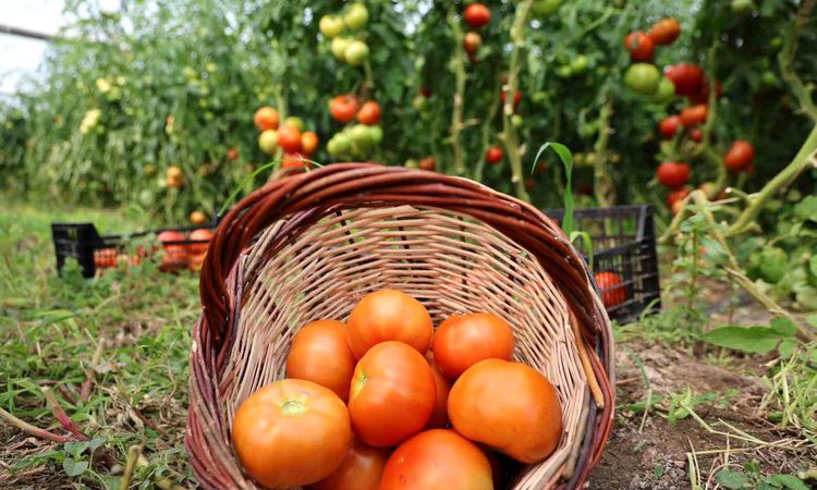 Tomato harvest on 3 thousand decares in Elazığ - News
