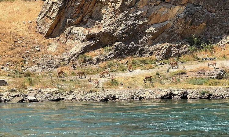 Gündemden Son Bilgiler: Elazığ'da Dağ Keçileri Peri Çayı Kıyısında Görüntülendi - Son Dakika Haberleri: Gelişm