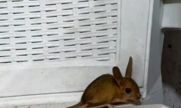 An endangered Jerboa was seen in Elazığ - Last Minute