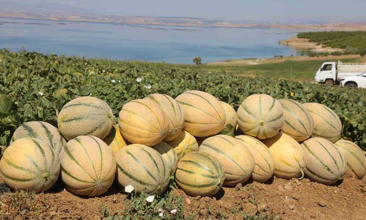 Elazığ’da yaklaşık 20 ton kavun hasadı bekleniyor | İşte Tüm Ayrıntılar