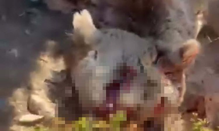 'The behavior of hand-fed bears changes completely, this poses fatal risks' - Last Minute