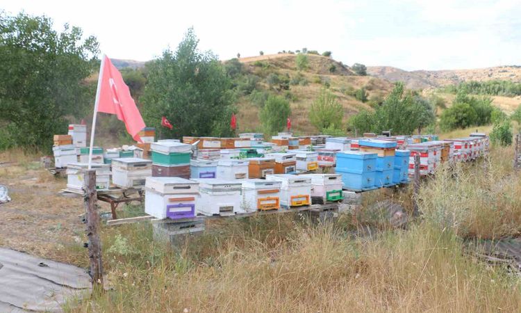 Son Gelişme: Erzincan’da arıcılık ve vatan sevgisi aynı arılıkta buluştu - Son Dakika: Gelişmeler Takip Ediliy