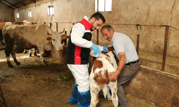 Erzincan’da hayvanları kenelere karşı korumak için ilaçlama resmen start aldı - Son Dakika Bilgileri