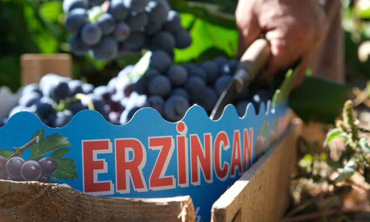 Erzincan’ın siyah incisi Cimin üzümünde hasat zamanı | İşte Tüm Ayrıntılar
