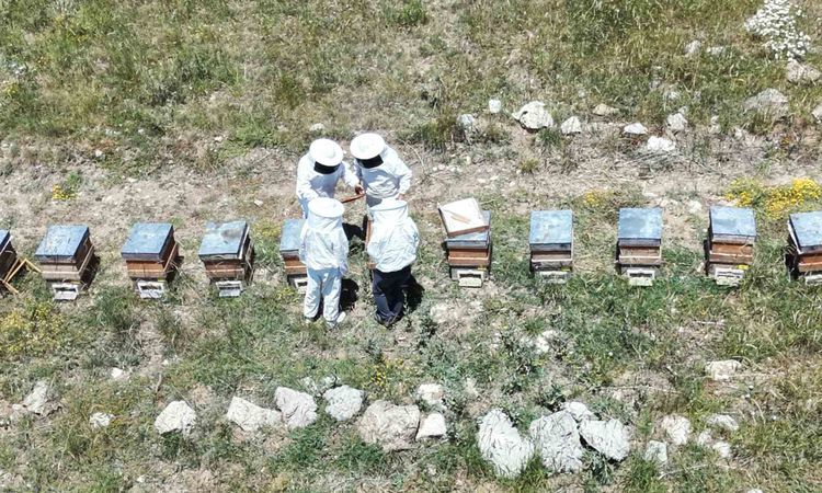 Son Gelişme: Erzincan’da kovanlar bal doldu, arıcılar hasadı bekliyor - Son Dakika