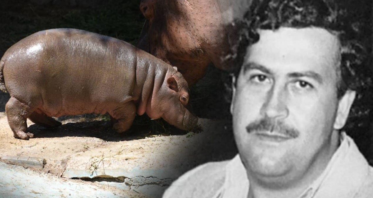 Gündemden Son Bilgiler: Escobar'ın su aygırları Kolombiya'ya bela oldu: Tartışmalı 'katliam' kararı - Son Daki
