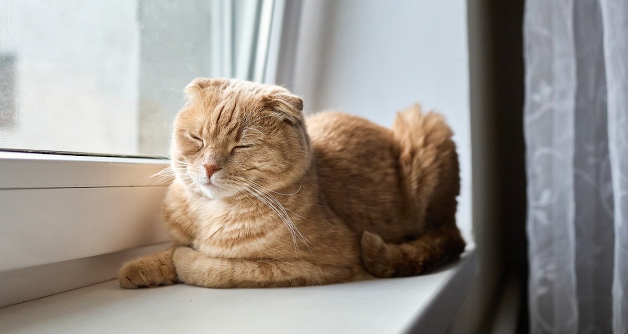 Son Gelişme: Evinde sadece 1 kedi olanlar için çağrı yapıldı - Haberleri | İşte Tüm Ayrıntılar