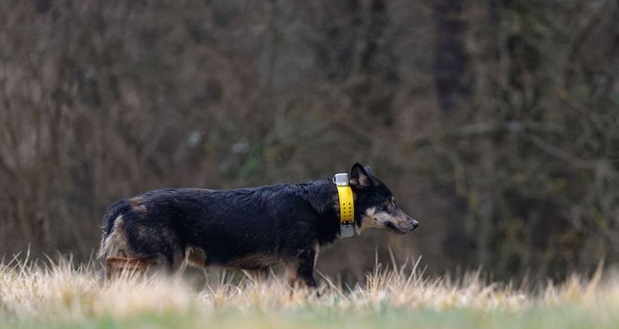 Ayrıntılar Netleşti: Evrim tersine döndü: Başkalaşım geçirip köpek olmaya başladılar - Haberleri | İşte Tüm Ay