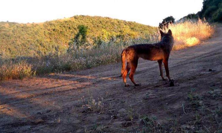 Son Gelişme: Ganos Dağı'nda Yaban Hayatı Fotokapanlarla Kayıt Altına Alındı - Son Dakika Haberleri - Son Dakik