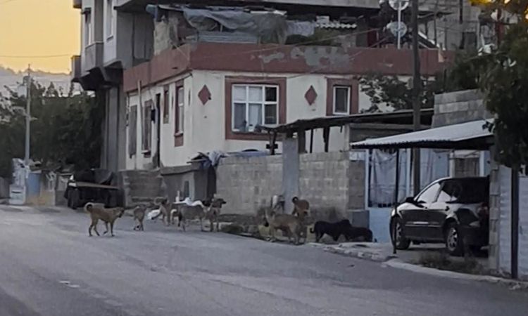 Gaziantep'te tedirgin eden görüntü: Başıboş sokak köpekleri sürü halinde ve Merak Edilenler