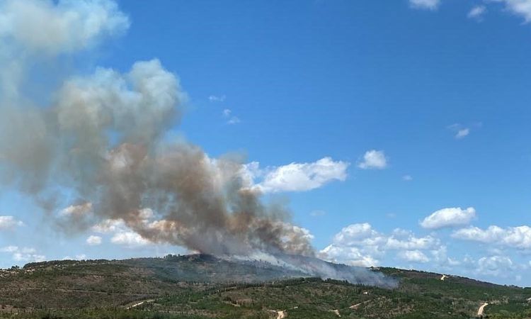 Gebze'de orman alevlerı 1.5 saatte söndürüldü - Son Dakika ve Merak Edilenler