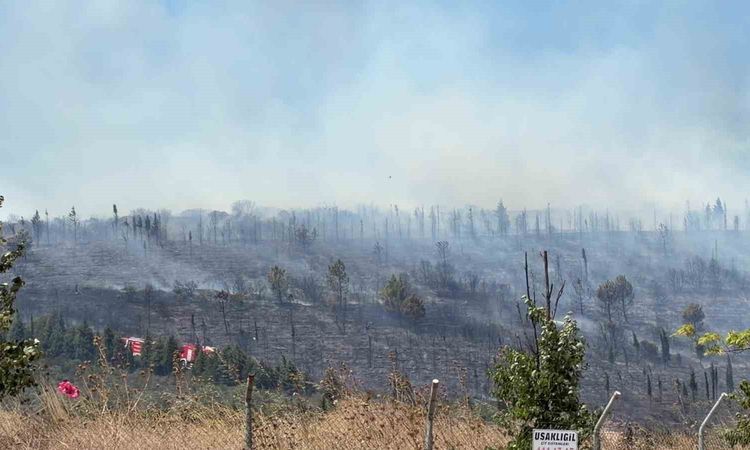 Gündemden Son Bilgiler: Gebze'de Ormanlık Alanda Yangın - Son Dakika: Gelişmeler Takip Ediliyor