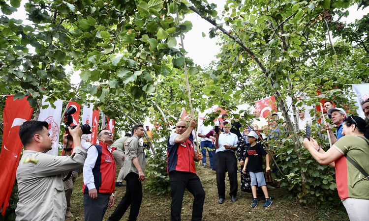 Son Gelişme: Giresun'da Fındık Hasadı Etkinliği Düzenlendi - Son Dakika - Son Dakika Bilgileri