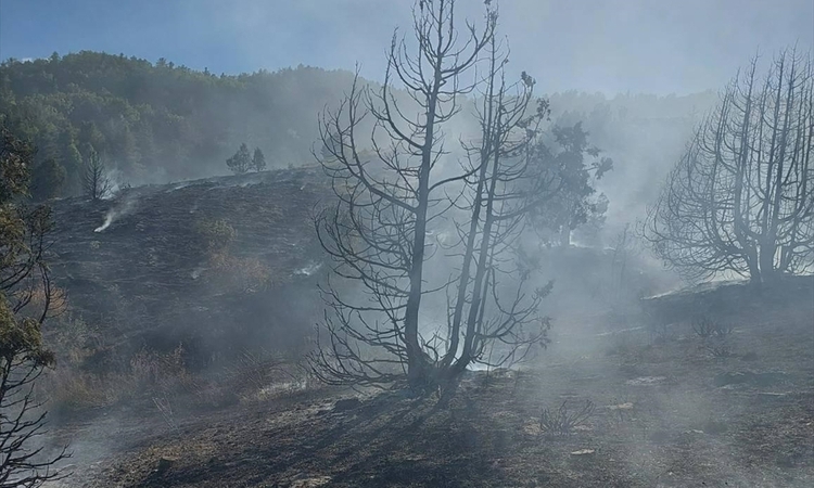 Giresun'da yaylada çıkan örtü yangınında 1 kişi yaralandı ve Merak Edilenler