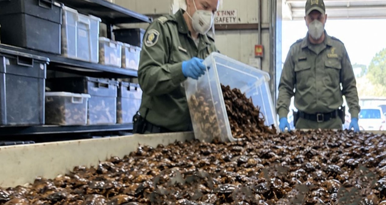 Son Gelişme: Gizli bölmeden tam 100 bin tane çıktı: Değeri 200 bin dolar - En Son Haber