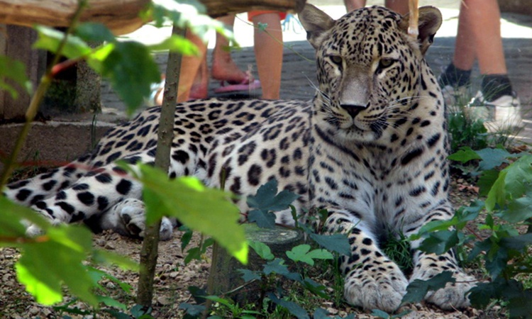 Gündemden Son Bilgiler: 25 yıllık hayvan bakıcısı leoparın saldırısına uğradı! Telsizden yardım çığlıkları art