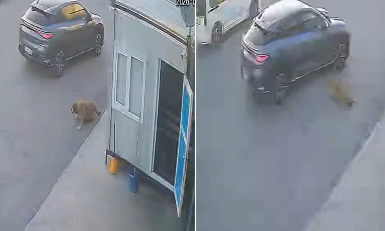 Gündemden Son Bilgiler: Afyonkarahisar'da bir sürücü, sokak köpeğine çarpıp durmayarak yoluna devam etti