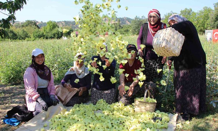 Gündemden Son Bilgiler: Amasya'nın sarı altını çiçek bamyası altından kolay satılıyor | İşte Tüm Ayrıntılar