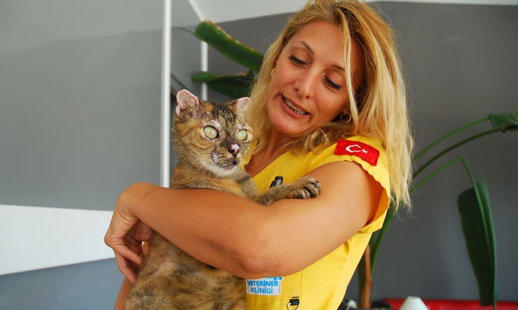Gündemden Son Bilgiler: Antalya Kumluca'da yangında yanan kedi Luna, 2 aydan fazla tedaviyle sahibine kavuştu