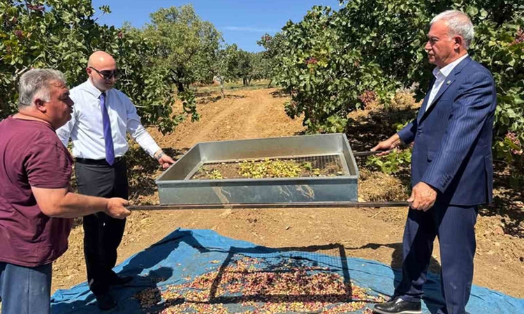 Gündemden Son Bilgiler: Araban'da 120 bin dönümde yeşil altın Antep fıstığı hasadı resmen start aldı: Gelişmel