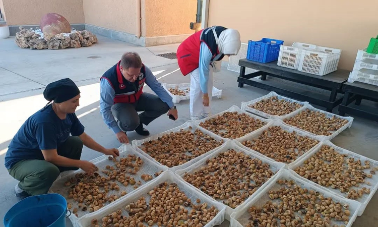 Gündemden Son Bilgiler: Aydın incirinin kalitesi için denetimler sürüyor | İşte Tüm Ayrıntılar