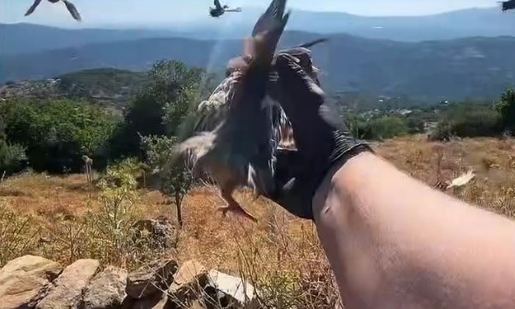 Gündemden Son Bilgiler: Aydın'da kınalı keklikler doğaya salındı, av yasaklarına uyum istendi ve Merak Edilenl