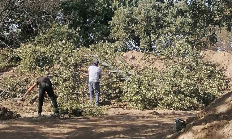 Gündemden Son Bilgiler: Balıkesir Burhaniye'de Adramytteion kazısı için 6 tescilsiz meşe ağacı kesilecek