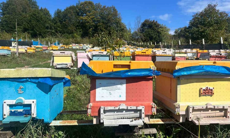 Gündemden Son Bilgiler: Bartınlı arıcı Selim Asar, 40 kovanla başladığı meslekte 8 yılda profesyonelliğe ulaşt