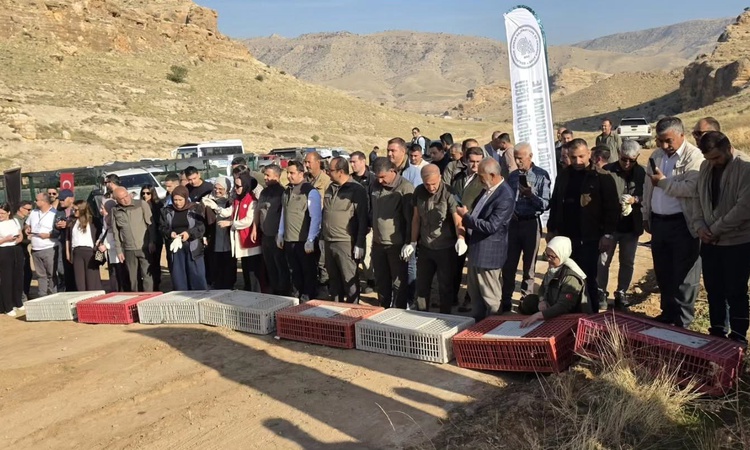 Gündemden Son Bilgiler: Batman'da yaban hayatını desteklemek için 300 keklik doğaya salındı