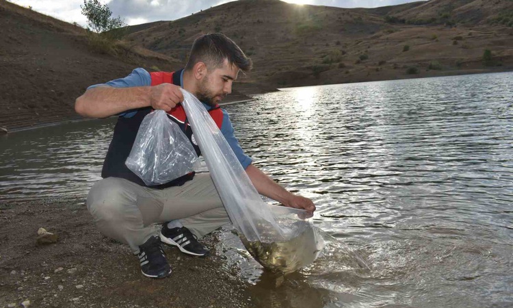 Gündemden Son Bilgiler: Bayburt İl Tarım ve Orman Müdürlüğü göletlere 150 bin sazan yavrusu bıraktı | İşte Tüm