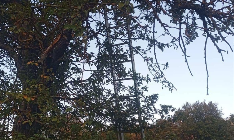 Gündemden Son Bilgiler: Bilecik Pazaryeri'de elma toplarken ağaçtan düşen kişi kurtarılamadı