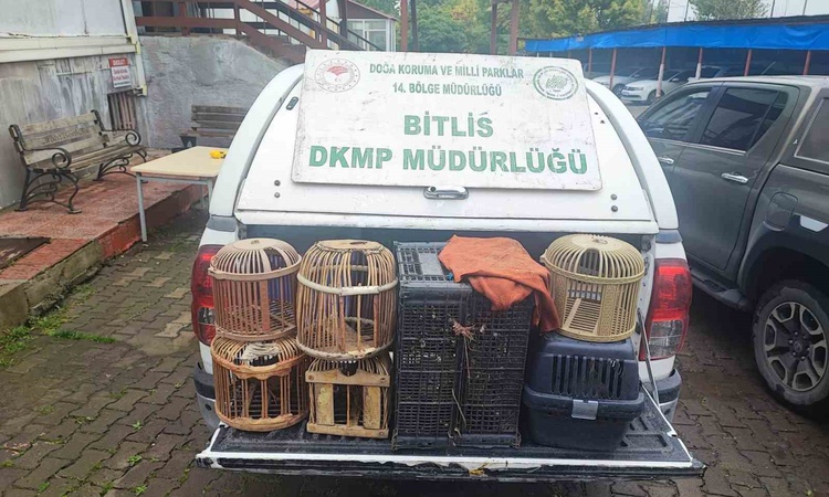 Gündemden Son Bilgiler: Bitlis Güroymak'ta göçer çadırlarındaki aramada kaçak avlanmış keklikler bulundu ve Me