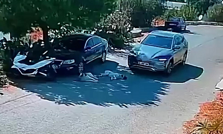 Gündemden Son Bilgiler: Bodrum'da otomobil yolda yatan 2 köpeğin üzerinden geçti, sürücü aranıyor - Son Dakika