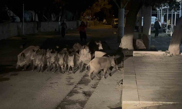 Gündemden Son Bilgiler: Bodrum'da yaban domuzu sürüsü Bitez'de pazara girmeye çalıştı ve Merak Edilenler