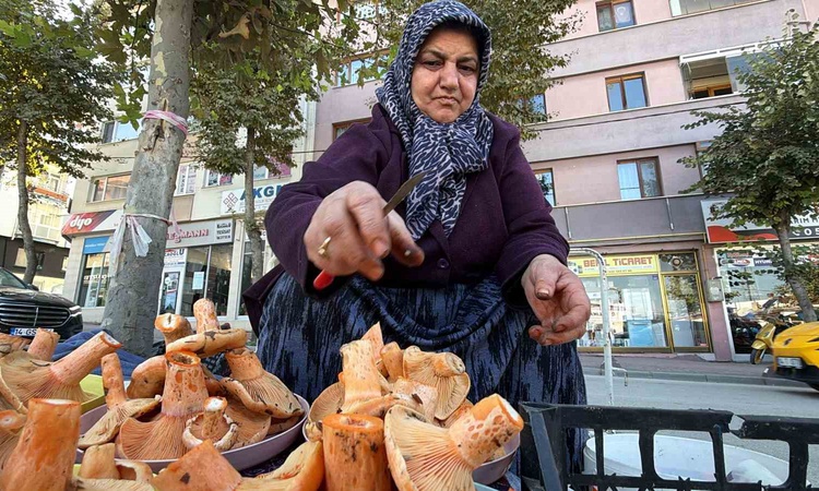 Gündemden Son Bilgiler: Bolu'da kanlıca mantarı yoğun ilgi görüyor, kilosu 500-600 liradan satılıyor - Son Dak