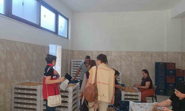Gündemden Son Bilgiler: Bozdoğan'da AB tescilli Aydın inciri için saha denetimi sürdürülüyor