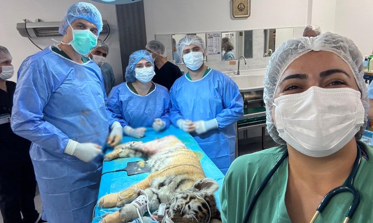 Gündemden Son Bilgiler: Bursa'da femur kırığı olan 3 aylık Amur kaplanı ameliyatla sağlığına kavuştu | İşte Tü
