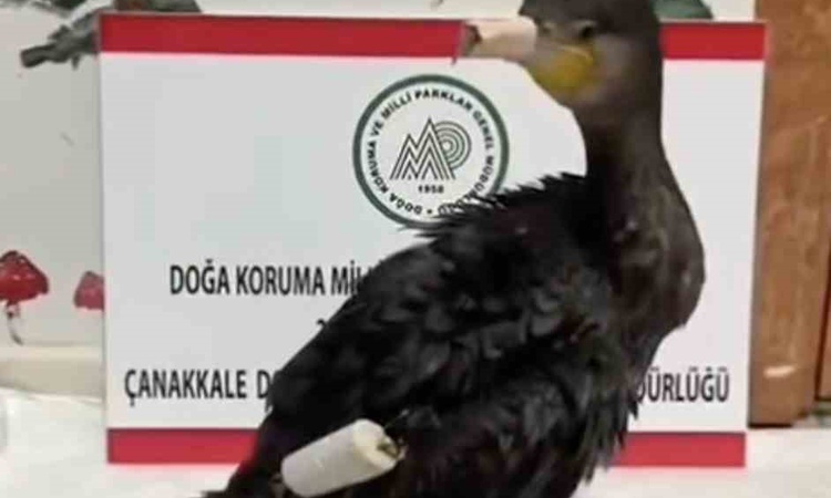 Gündemden Son Bilgiler: Çanakkale'de kanadına olta misinası dolanan karabatak tedavi edilip doğaya salındı ve