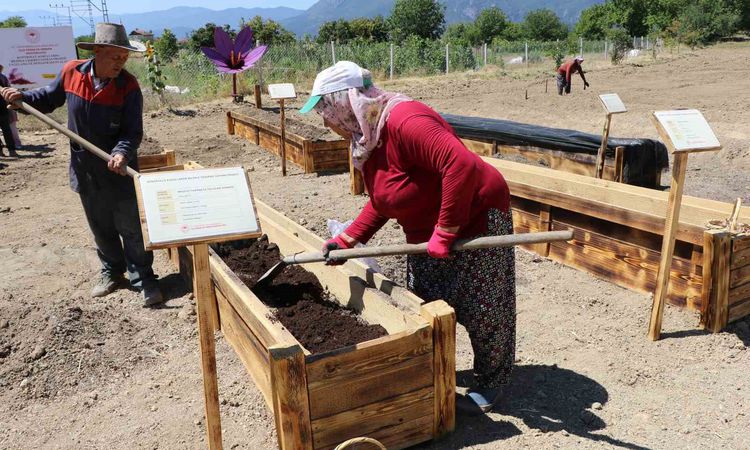 Gündemden Son Bilgiler: "Dünyanın en pahalı baharatı" köstebeklerden korunacak: Gelişmeler Takip Ediliyor