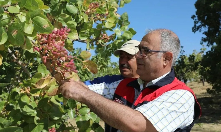Gündemden Son Bilgiler: Elazığ'da 2026 Antep fıstığı hasadı resmen start aldı, yaklaşık 38,4 ton rekolte bekle
