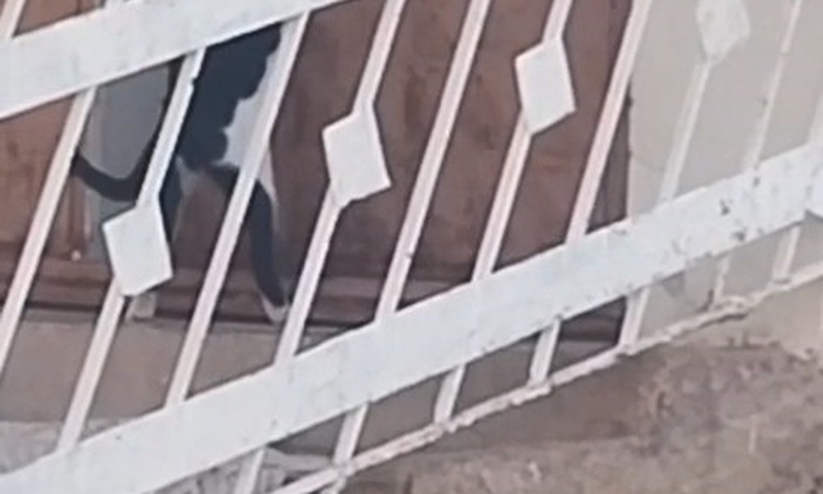 Gündemden Son Bilgiler: Elazığ'ın Çağlar köyünde kedi, kapı koluna asılan ipi çekip kapıyı açtı, içeri girdi -