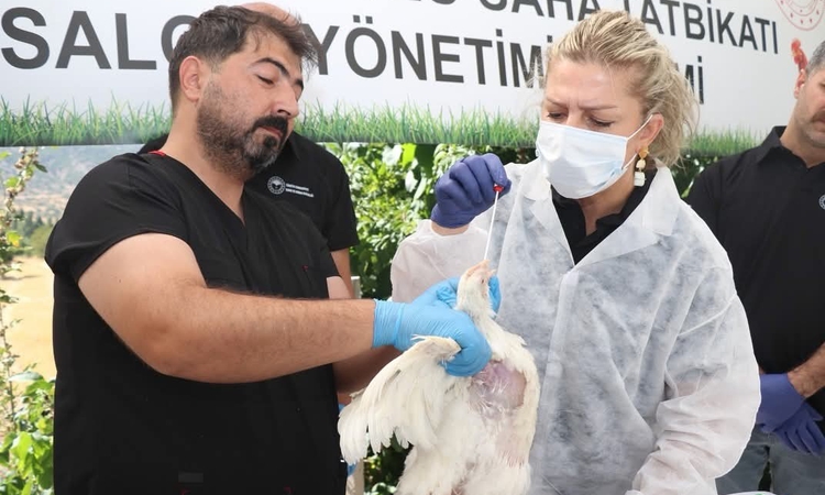 Gündemden Son Bilgiler: Elazığ'da kuş gribi tatbikatının 4. gününde Küllük köyünde saha uygulaması yapıldı
