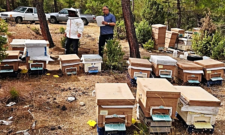 Gündemden Son Bilgiler: Emet İlçe Tarım ve Orman Müdürlüğü merkez ve Eğrigöz'de arılı kovan tespiti yaptı ve M