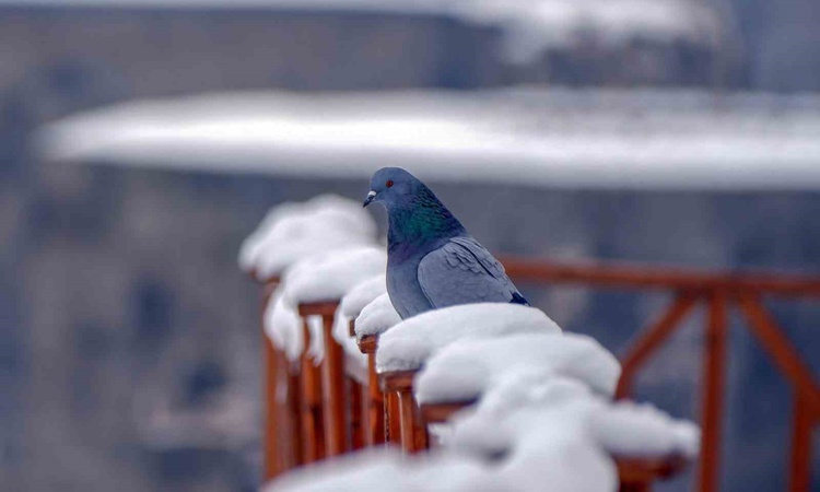 Gündemden Son Bilgiler: Erzurum türkülerinde güvercin ve turna motiflerinin ezgiye etkisi ortaya konuldu - Son
