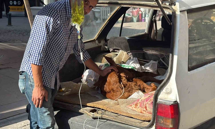 Gündemden Son Bilgiler: Eskişehir'de rahatsızlanan Kezban adlı buzağı otomobil bagajında veterinere götürüldü