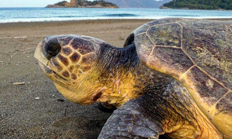 Gündemden Son Bilgiler: Fethiye-Kaş Deniz Milli Parkı İlan Edildi: Denizel Ekosistemler İçin Yeni Dönem