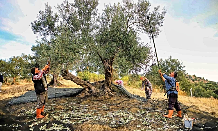 Gündemden Son Bilgiler: Güney Marmara'da zeytin hasadı resmen start aldı, üretici 60 TL maliyetten şikayetçi